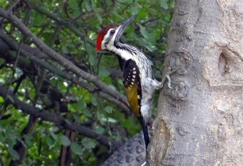 Fotos gratis : fauna silvestre, India, pájaro carpintero ...