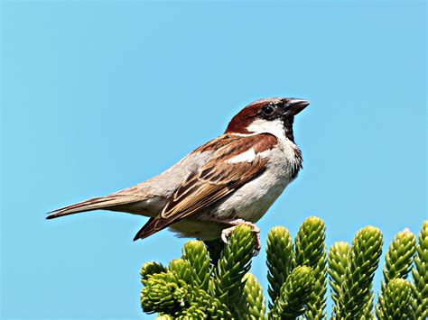 Fotos gratis : naturaleza, rama, pájaro, ala, cielo, campo ...