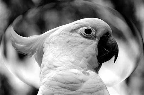 Fotos gratis : pájaro, ala, en blanco y negro, fotografía ...