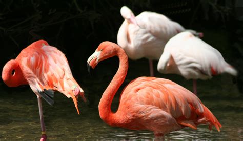 Fotos gratis : pantano, pájaro, rebaño, pico, rosado ...