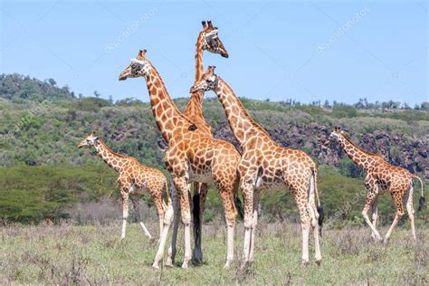 Fotos: jirafas | manada de jirafas en la sabana — Foto de ...