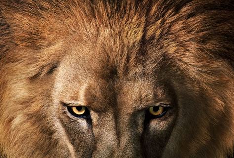 Fotos: león: El rey de la sabana, en peligro | EL PAÍS Semanal