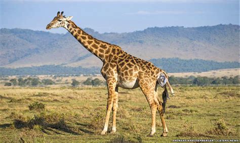 FOTOS: Nacimiento y primeros pasos de una jirafa ...