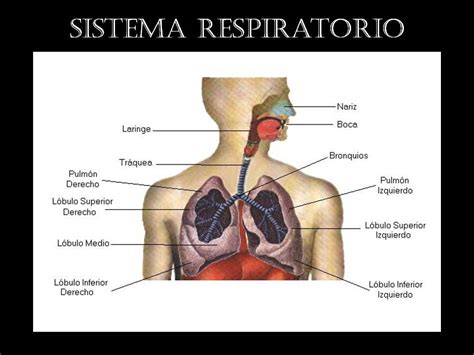 Fotos Sistema Respiratorio