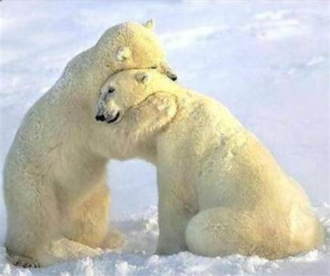 Fotos tiernas de osos polares   Imagui