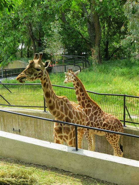 Fotos y vídeos de jirafas en el Zoo de Madrid