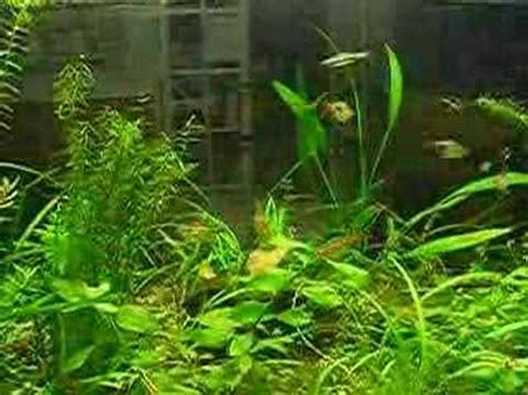 fotosintesis plantas acuaticas   Videos | Videos ...