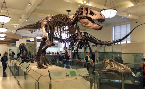 Framing Fossil Exhibits: Phylogeny | EXTINCT MONSTERS
