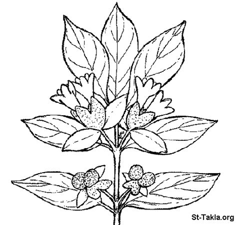 Free coloring pages of plant growth