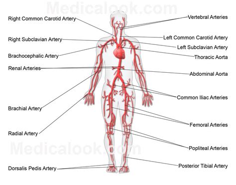 Free Diagrams Human Body | Diagram Main Arteries Human ...