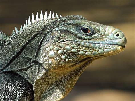 Free download Category Reptiles Lizard Reptile Picture ...