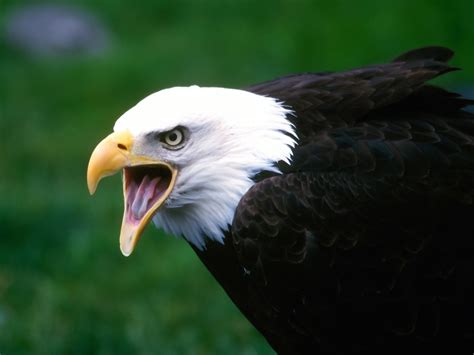 Free HQ Screaming Eagle Wallpaper   Free HQ Wallpapers