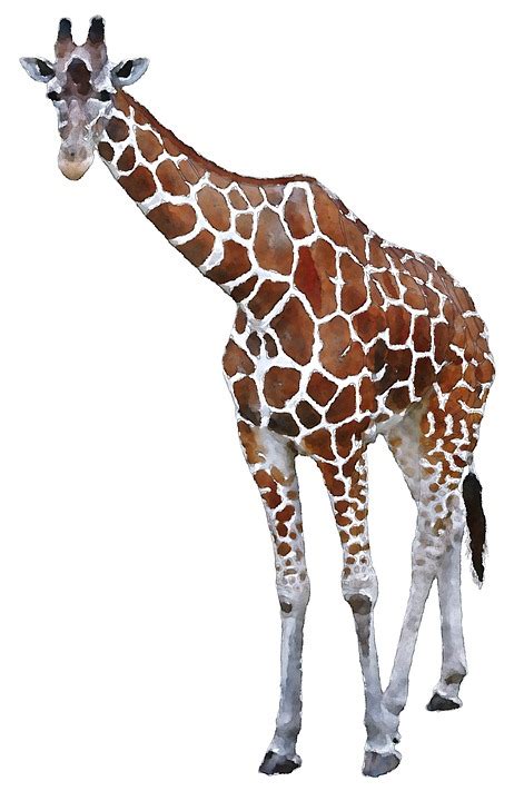 Free illustration: Giraffe, Africa, Watercolor, Animal ...