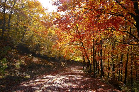 Free Images : landscape, tree, nature, path, grass ...