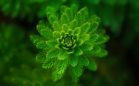Free Images : nature, abstract, leaf, flower, green ...