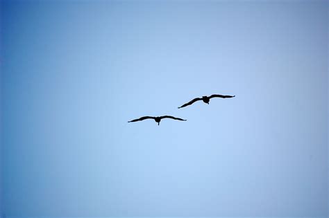 Free Images : nature, silhouette, wing, sky, air, seabird ...