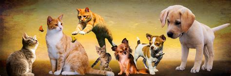 Free Images : play, puppy, jump, meeting, kitten, cat ...