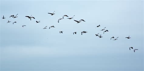 Free Images : wing, sky, fly, formation, flight, fauna ...