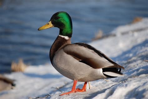 Free Images : winter, animal, wildlife, beak, fauna ...