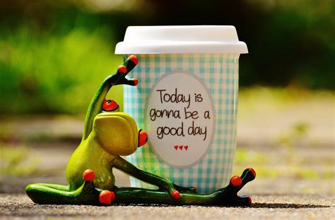 Free photo: Beautiful Day, Joy, Frog, Coffee   Free Image ...