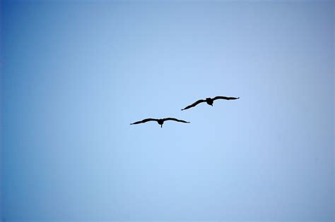 Free photo: Birds, Silhouette, Blue, Sky   Free Image on ...