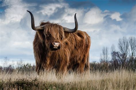 Free photo: Bull, Landscape, Nature, Mammal   Free Image ...