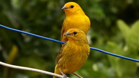 Free photo: Canaries, Tropical Birds, Bird Free Image on ...