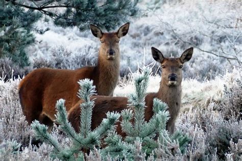 Free photo: Deer, Animals, Nature, Wild   Free Image on ...