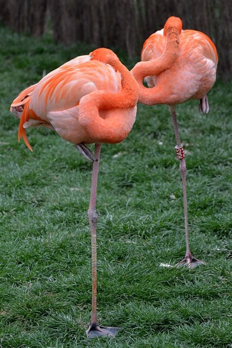 Free photo: Flamingo, Animal, Bird, Pink, Legs   Free ...