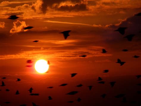 Free photo: Flock Birds, Birds, Flying, Sky   Free Image ...