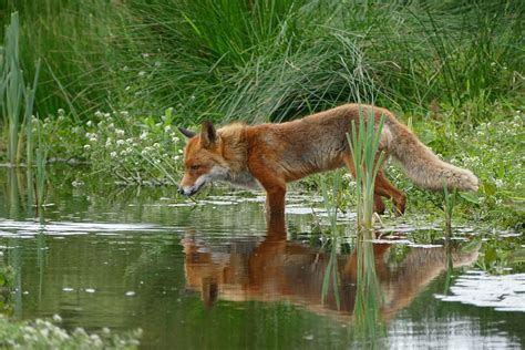 Free photo: Fox, Wild, Nature, Water, Mirror   Free Image ...