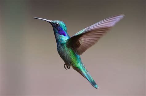Free photo: Hummingbird, Bird, Trochilidae, Fly   Free ...