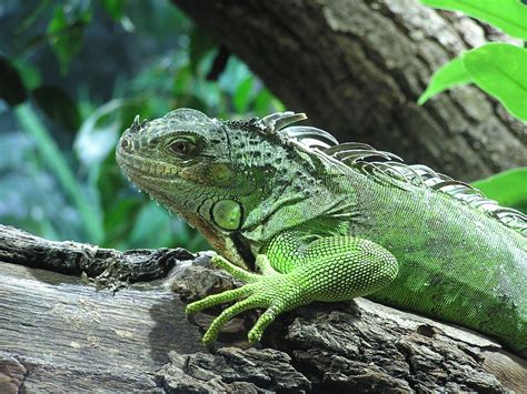 Free photo: Iguana, Lizard, Varan, Animals   Free Image on ...