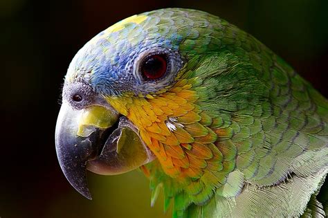 Free photo: Parrot, Amazon, Animals, Bird   Free Image on ...