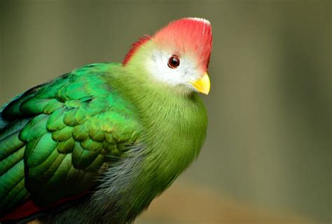 Free photo: Red Crested Turaco, Bird, Red Green   Free ...