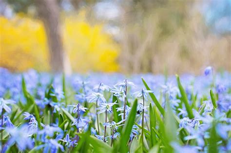 Free photo: Spring Flowers, Country, Nature   Free Image ...