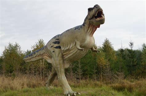 Free photo: T Rex, Tyrannosaurus   Free Image on Pixabay ...