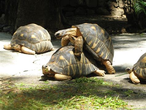 Free photo: Turtles, Mating, Reproduction   Free Image on ...