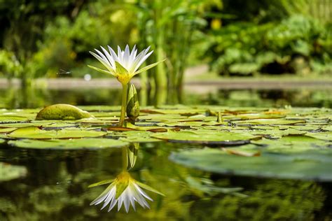 Free photo: Water Lily, Flower, Flowers, Pond   Free Image ...
