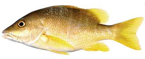 Free photo: Yellow Fish, Snapper   Free Image on Pixabay ...