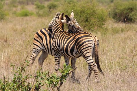 Free photo: Zebra, Love, Wild Animals, Nature   Free Image ...