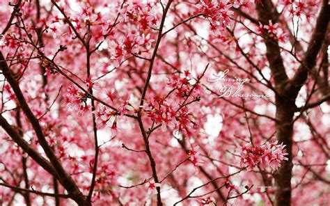 Free Spring Wallpapers And Screensavers   Wallpaper Cave