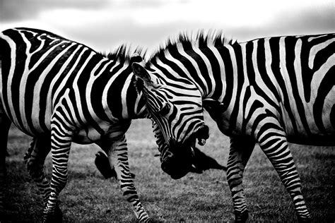 Free stock photo of africa, animals, black and white