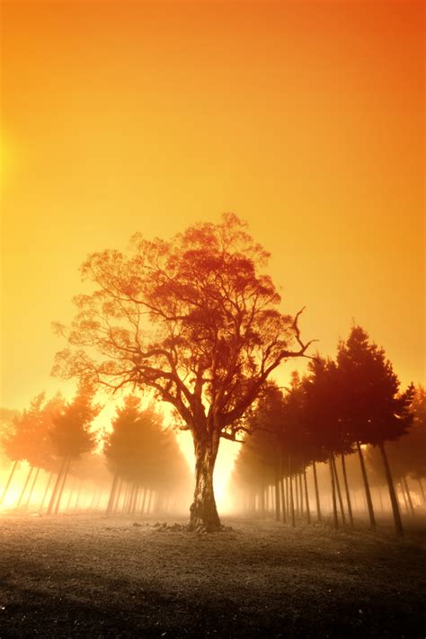 Free Stock Photo: Sunrise Over Australian Forest   The ...