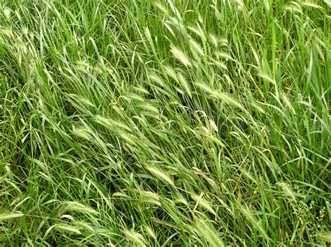 Free stock photos   Rgbstock   Free stock images | Rye in ...