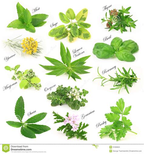 Fresh aromatic herbs stock image. Image of basil, group ...