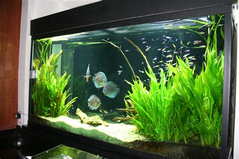 freshwater planted fish tanks   Google Search | Fresh ...