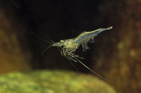 Freshwater Shrimp   Australian Museum