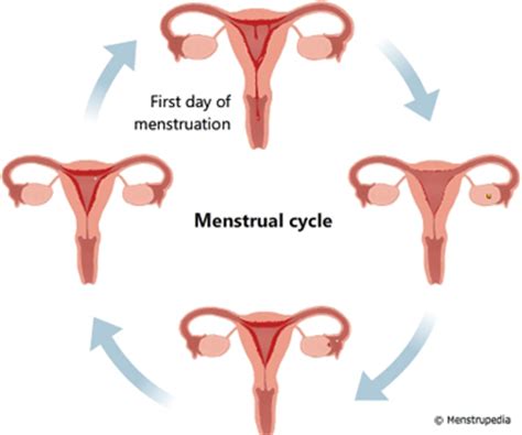 Friendly guide to healthy periods   Menstrupedia