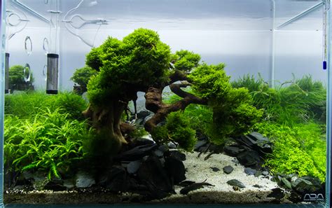 From this to this   Aquascape progression   Scape 4 added ...